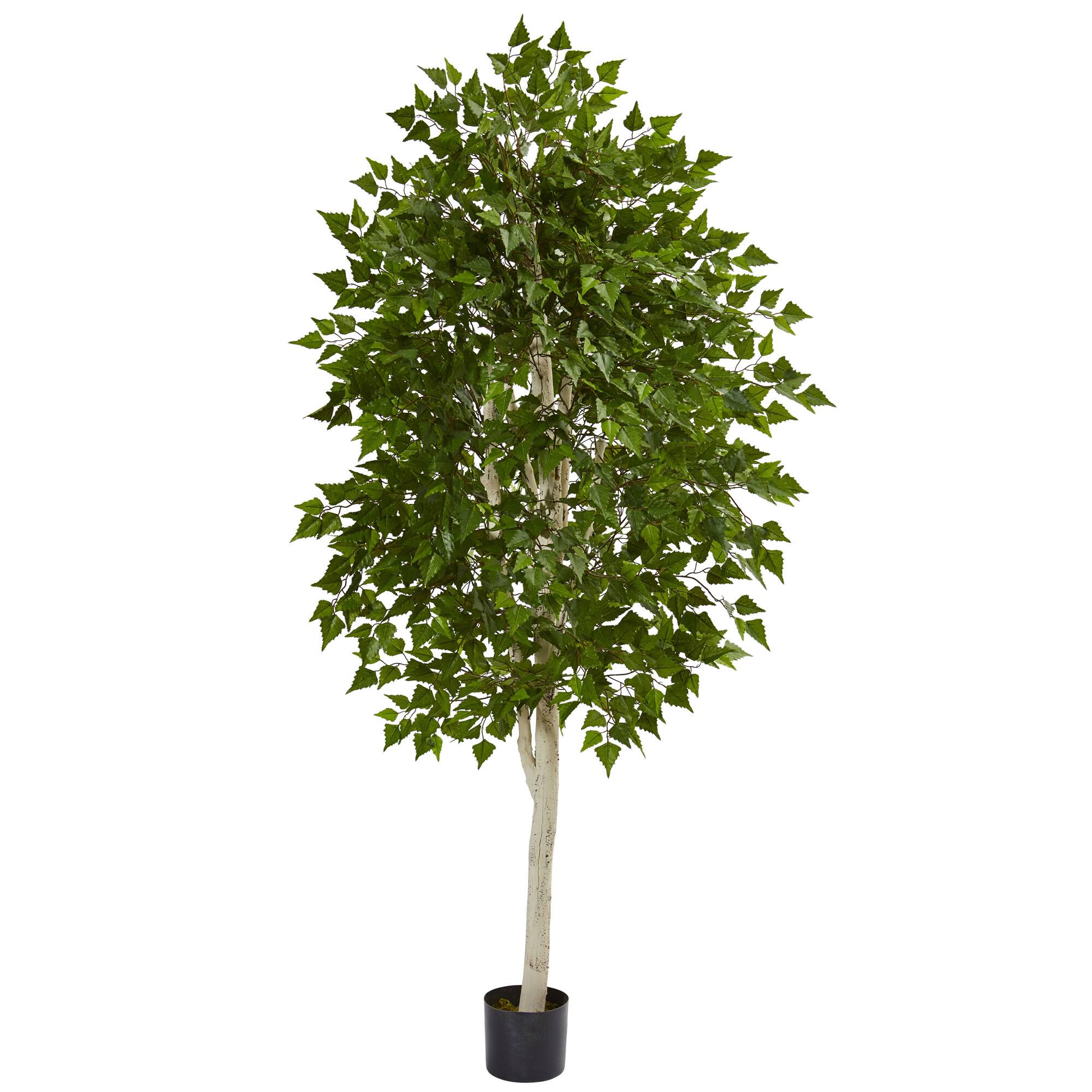 6ft. Potted Birch Tree